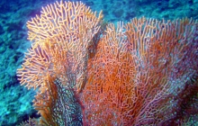 coral-reef-bleaching-1
