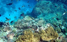 coral-reef-bleaching-4