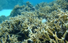 coral-reef-bleaching-5