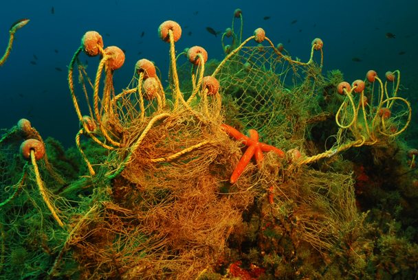 This Statement Will Change How You See Coral Reef Conservation - 5sxjpbs