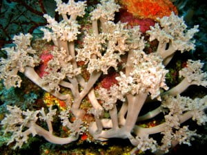 Soft Coral reefs
