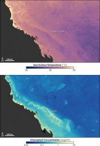 Coral Reef Bleaching